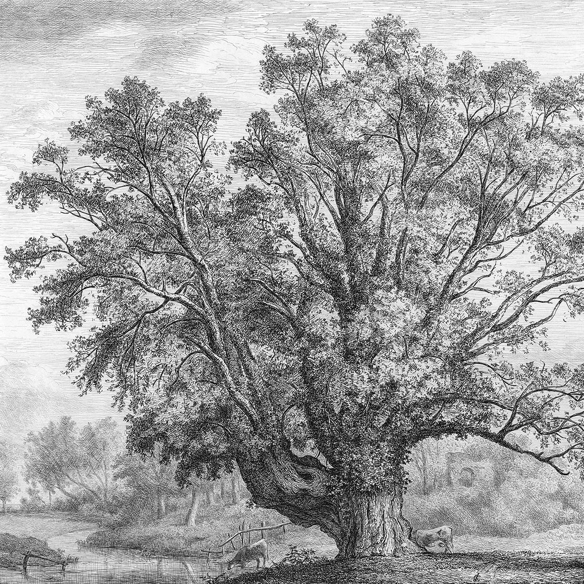 Mental disorders as symptom networks